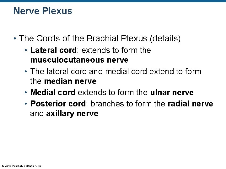 Nerve Plexus • The Cords of the Brachial Plexus (details) • Lateral cord: extends