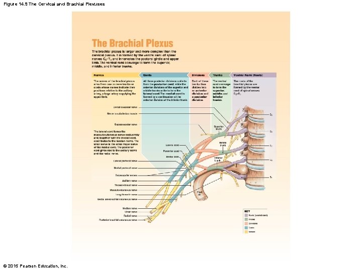 Figure 14. 9 The Cervical and Brachial Plexuses © 2015 Pearson Education, Inc. 