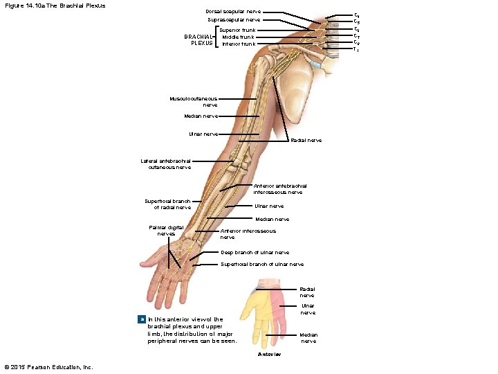 Figure 14. 10 a The Brachial Plexus Dorsal scapular nerve C 4 C 5