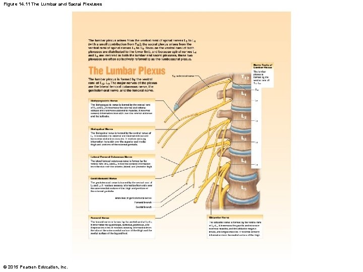Figure 14. 11 The Lumbar and Sacral Plexuses © 2015 Pearson Education, Inc. 