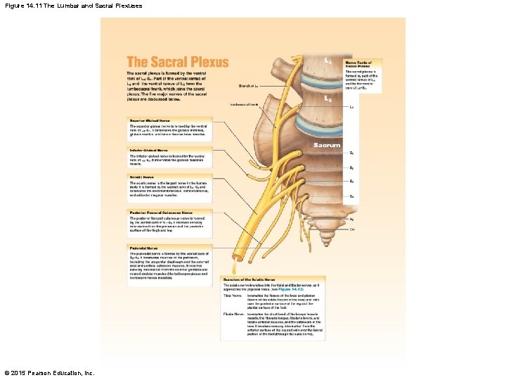 Figure 14. 11 The Lumbar and Sacral Plexuses © 2015 Pearson Education, Inc. 