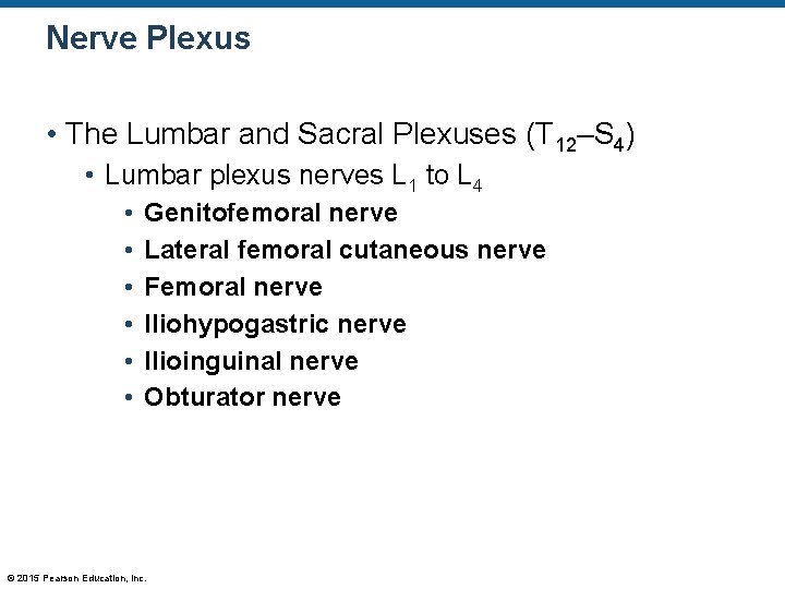 Nerve Plexus • The Lumbar and Sacral Plexuses (T 12–S 4) • Lumbar plexus