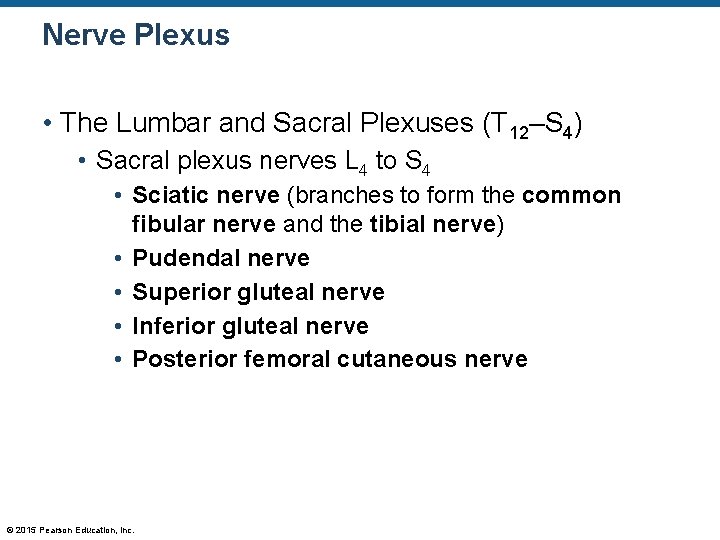 Nerve Plexus • The Lumbar and Sacral Plexuses (T 12–S 4) • Sacral plexus