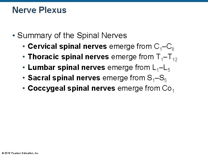 Nerve Plexus • Summary of the Spinal Nerves • • • Cervical spinal nerves