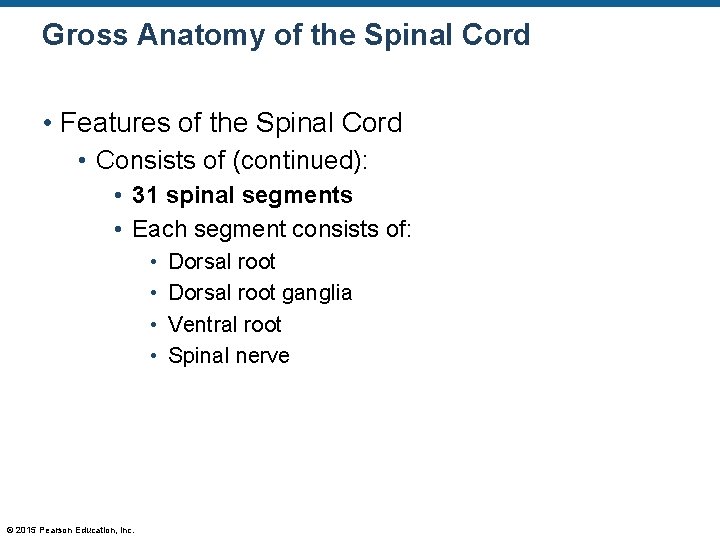 Gross Anatomy of the Spinal Cord • Features of the Spinal Cord • Consists