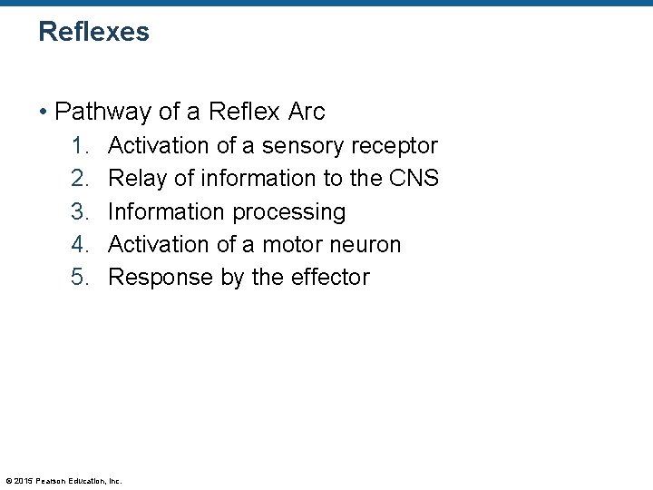 Reflexes • Pathway of a Reflex Arc 1. 2. 3. 4. 5. Activation of