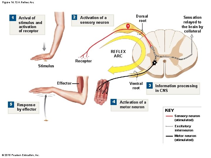 Figure 14. 13 A Reflex Arc 1 2 Arrival of stimulus and activation of
