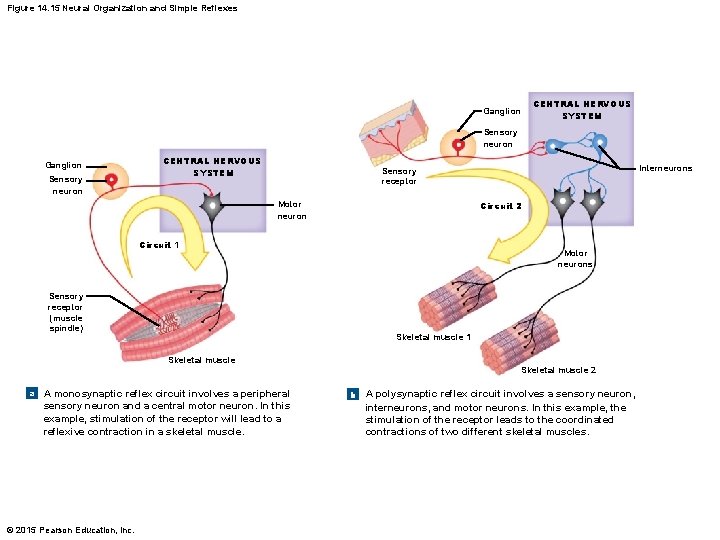 Figure 14. 15 Neural Organization and Simple Reflexes Ganglion CENTRAL NERVOUS SYSTEM Sensory neuron