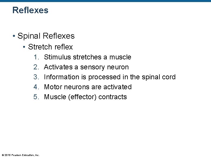 Reflexes • Spinal Reflexes • Stretch reflex 1. 2. 3. 4. 5. © 2015