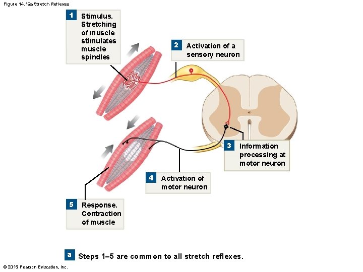 Figure 14. 16 a Stretch Reflexes 1 Stimulus. Stretching of muscle stimulates muscle spindles