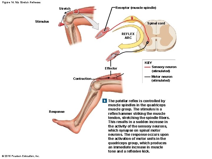 Figure 14. 16 b Stretch Reflexes Receptor (muscle spindle) Stretch Stimulus Spinal cord REFLEX