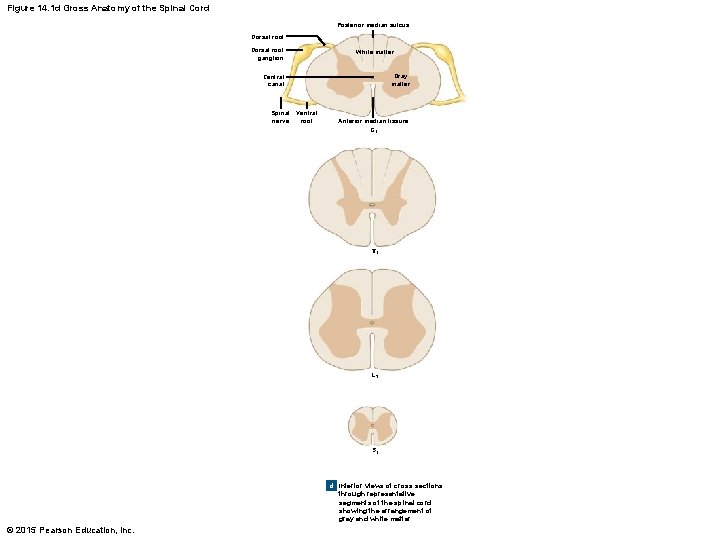 Figure 14. 1 d Gross Anatomy of the Spinal Cord Posterior median sulcus Dorsal