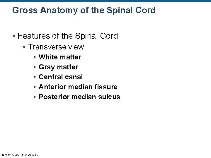Gross Anatomy of the Spinal Cord • Features of the Spinal Cord • Transverse