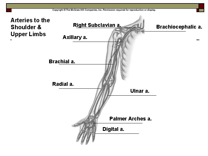 Arteries to the Shoulder & Upper Limbs Right Subclavian a. Brachiocephalic a. Axillary a.
