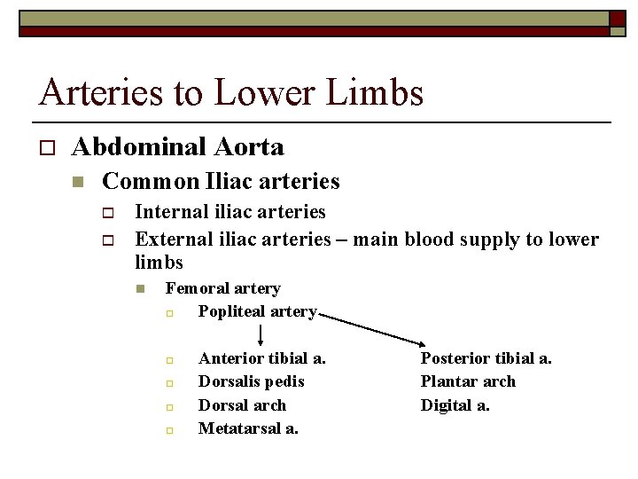 Arteries to Lower Limbs o Abdominal Aorta n Common Iliac arteries o o Internal