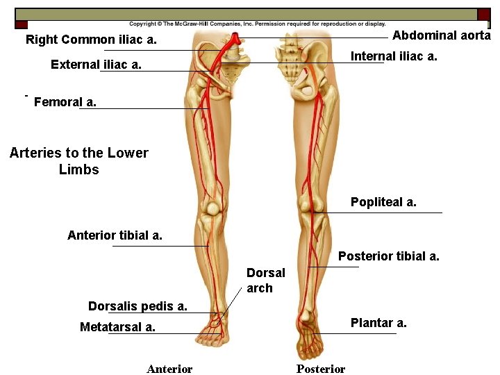 Abdominal aorta Right Common iliac a. Internal iliac a. External iliac a. Femoral a.