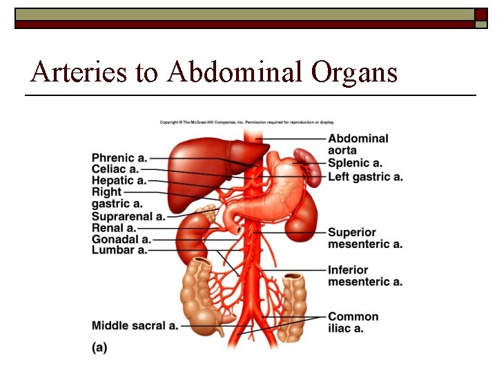Arteries to Abdominal Organs 