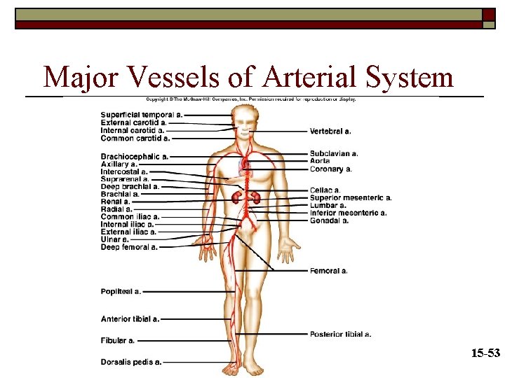 Major Vessels of Arterial System 15 -53 