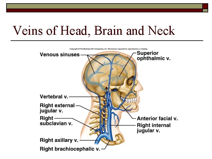 Veins of Head, Brain and Neck 
