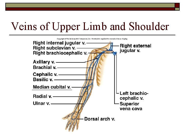 Veins of Upper Limb and Shoulder 