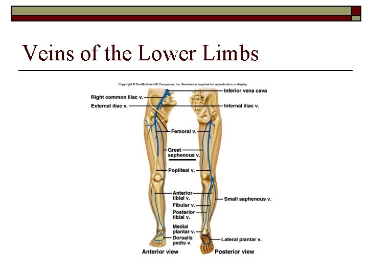 Veins of the Lower Limbs 