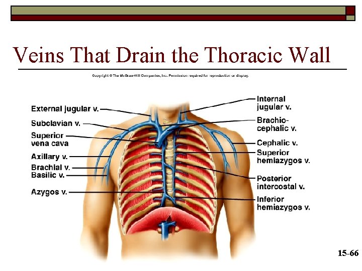 Veins That Drain the Thoracic Wall 15 -66 