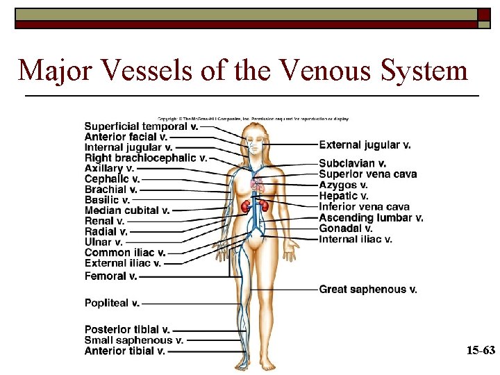 Major Vessels of the Venous System 15 -63 