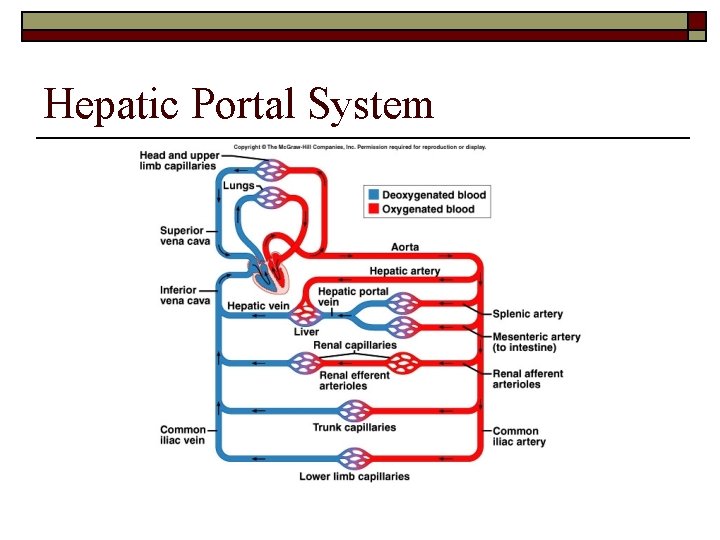 Hepatic Portal System 