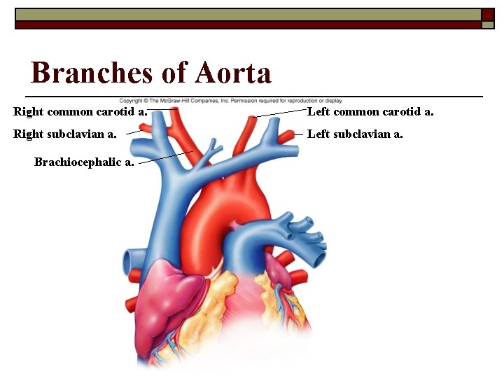 Branches of Aorta Right common carotid a. Left common carotid a. Right subclavian a.