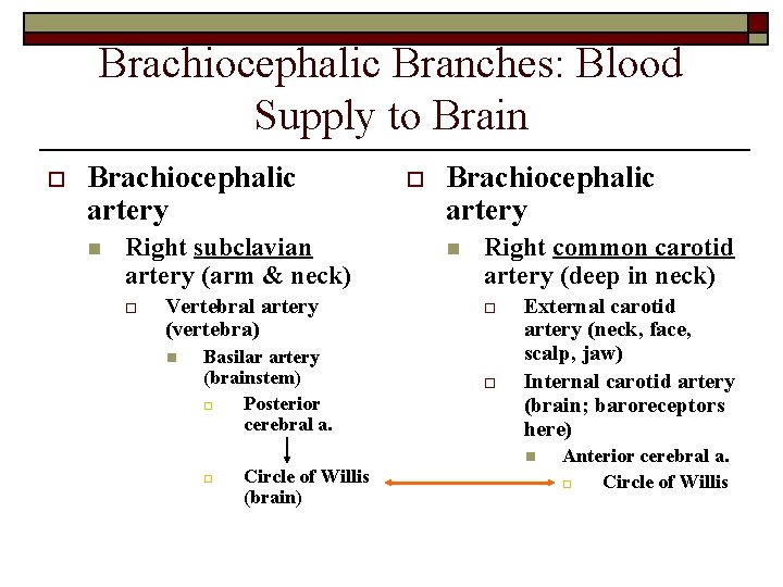 Brachiocephalic Branches: Blood Supply to Brain o Brachiocephalic artery n Right subclavian artery (arm