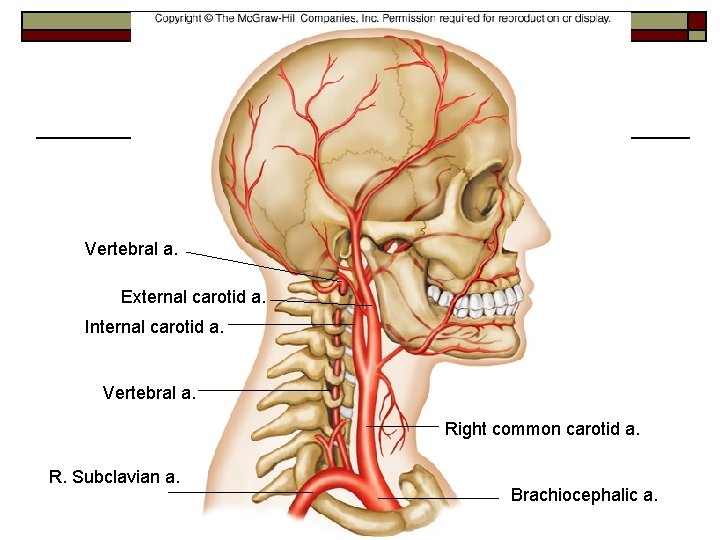 Vertebral a. External carotid a. Internal carotid a. Vertebral a. Right common carotid a.