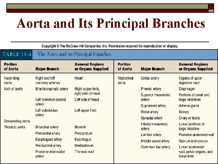 Aorta and Its Principal Branches 15 -55 