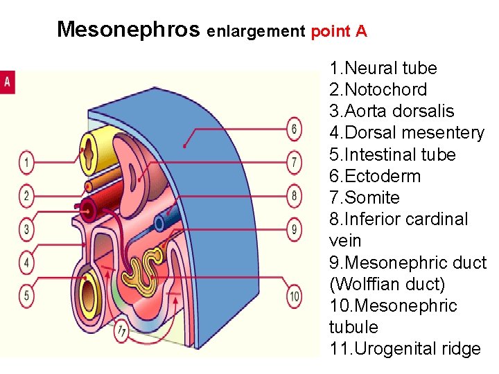 Mesonephros enlargement point A 1. Neural tube 2. Notochord 3. Aorta dorsalis 4. Dorsal