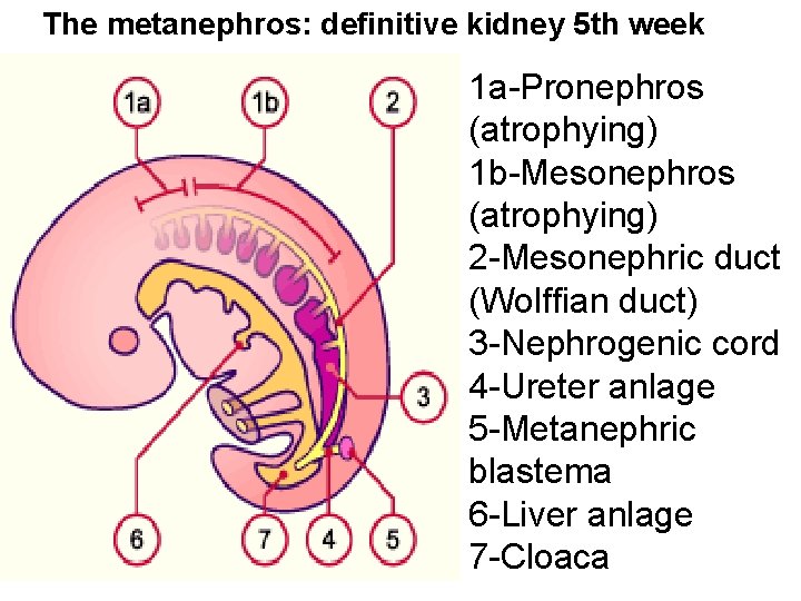 The metanephros: definitive kidney 5 th week 1 a-Pronephros (atrophying) 1 b-Mesonephros (atrophying) 2