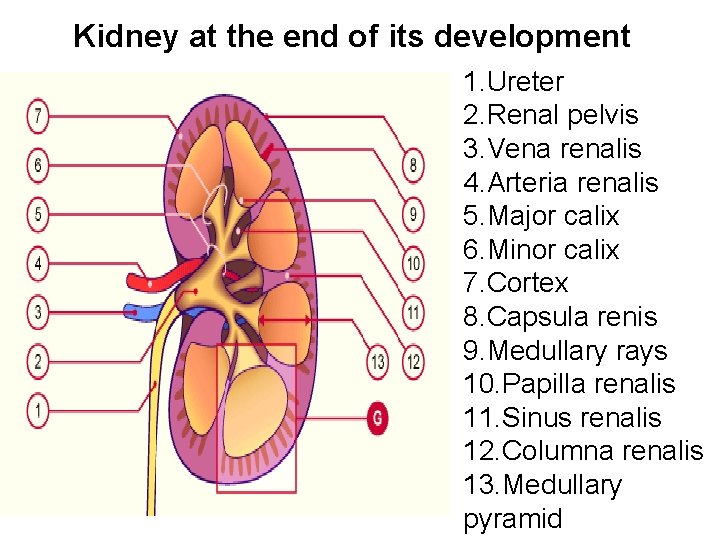 Kidney at the end of its development 1. Ureter 2. Renal pelvis 3. Vena