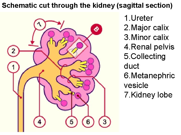 Schematic cut through the kidney (sagittal section) 1. Ureter 2. Major calix 3. Minor