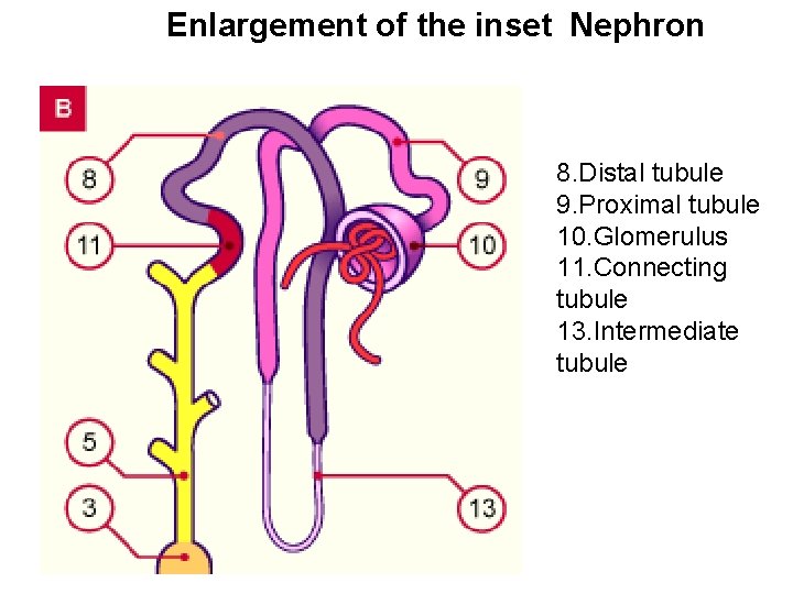 Enlargement of the inset Nephron 8. Distal tubule 9. Proximal tubule 10. Glomerulus 11.