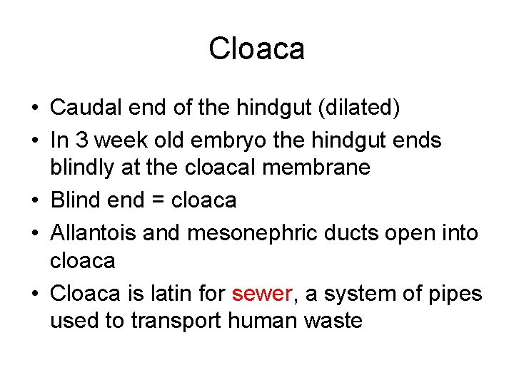 Cloaca • Caudal end of the hindgut (dilated) • In 3 week old embryo