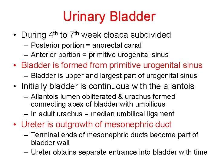 Urinary Bladder • During 4 th to 7 th week cloaca subdivided – Posterior
