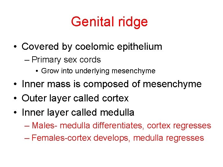 Genital ridge • Covered by coelomic epithelium – Primary sex cords • Grow into