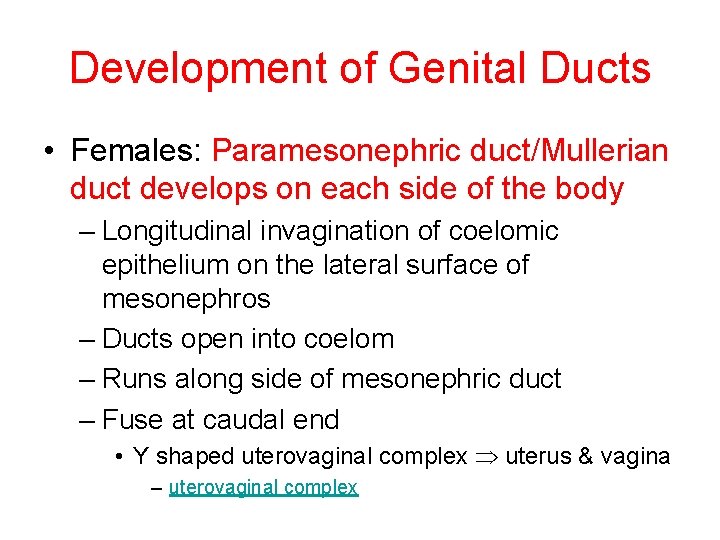 Development of Genital Ducts • Females: Paramesonephric duct/Mullerian duct develops on each side of