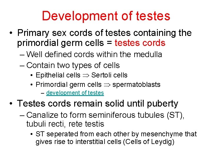 Development of testes • Primary sex cords of testes containing the primordial germ cells