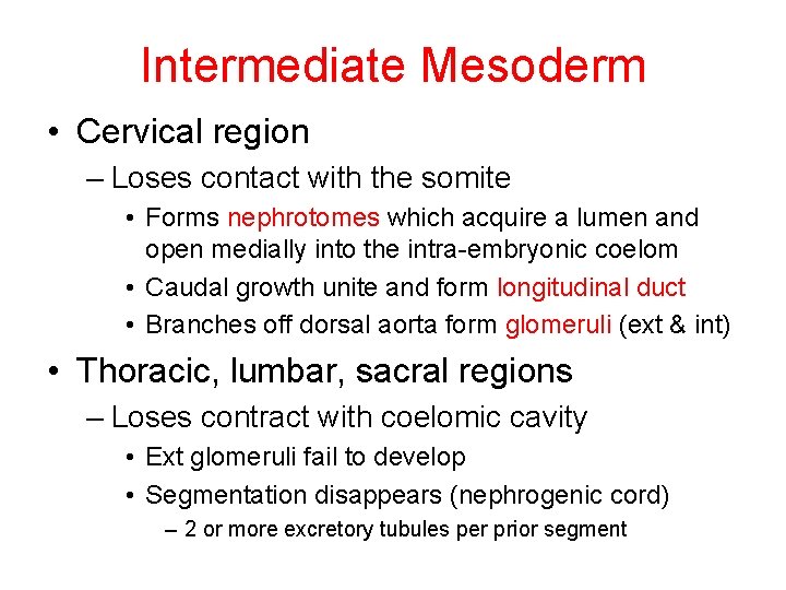 Intermediate Mesoderm • Cervical region – Loses contact with the somite • Forms nephrotomes