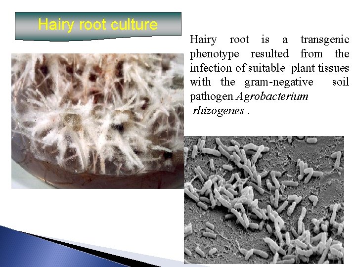 Hairy root culture Hairy root is a transgenic phenotype resulted from the infection of