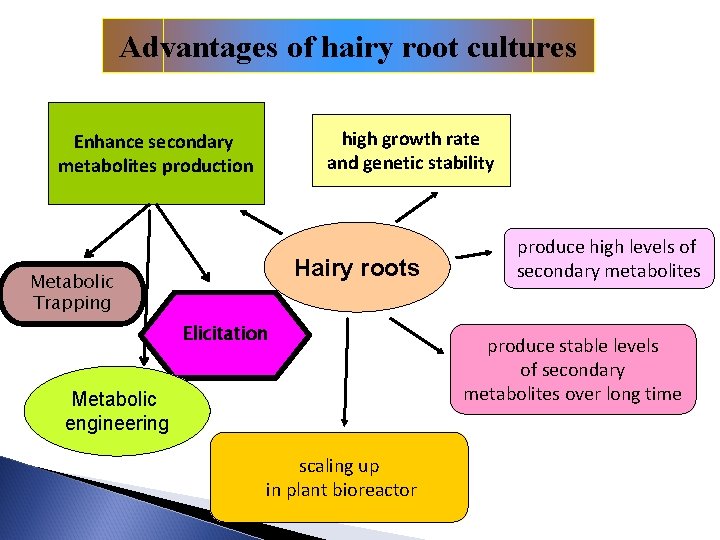 Advantages of hairy root cultures high growth rate and genetic stability Enhance secondary metabolites