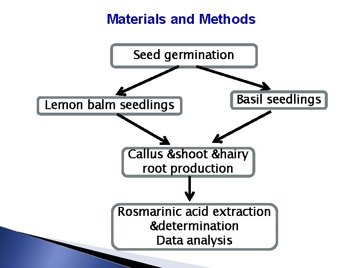 Materials and Methods Seed germination Lemon balm seedlings Basil seedlings Callus &shoot &hairy root