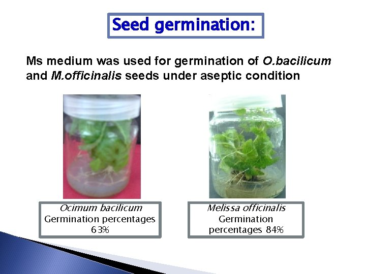 Seed germination: Ms medium was used for germination of O. bacilicum and M. officinalis