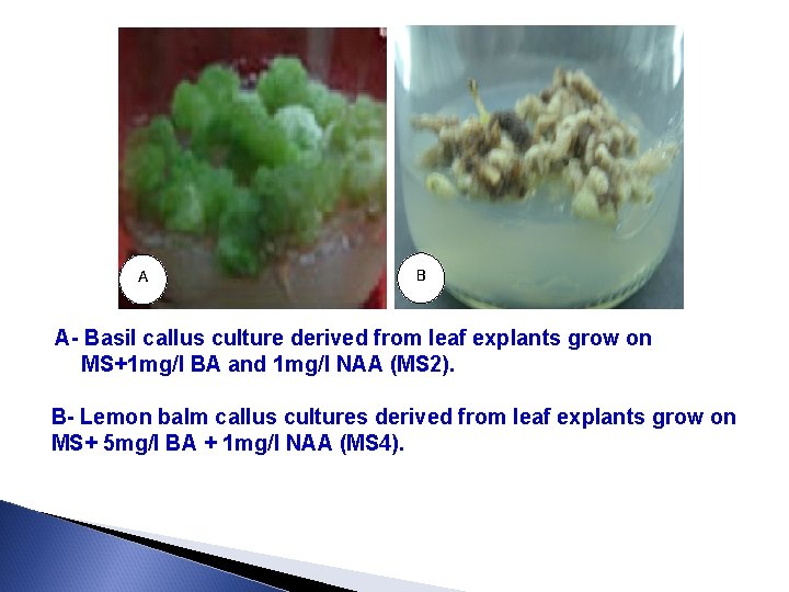 A B A- Basil callus culture derived from leaf explants grow on MS+1 mg/l
