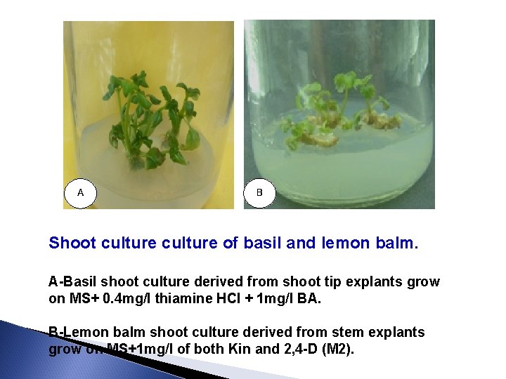 A B Shoot culture of basil and lemon balm. A-Basil shoot culture derived from