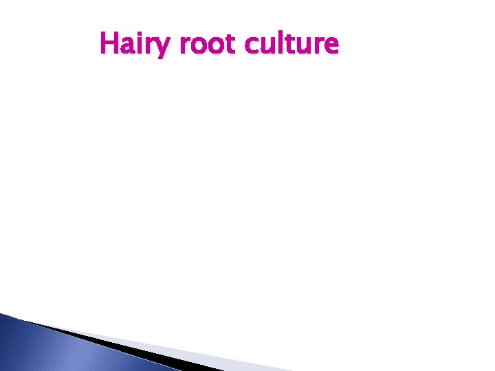 Hairy root culture 